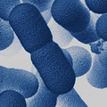 tescnovonesis profile image