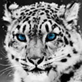 tigercole profile image
